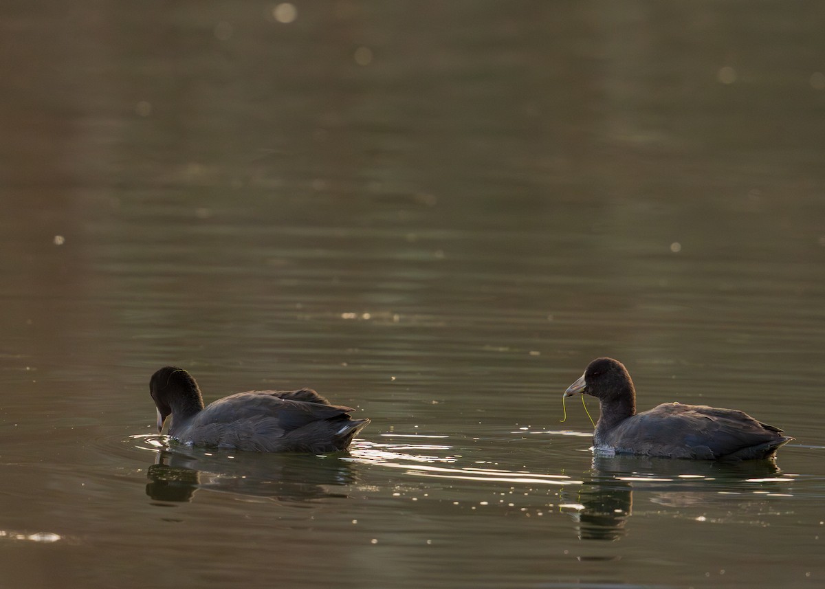 Focha Americana - ML646357441