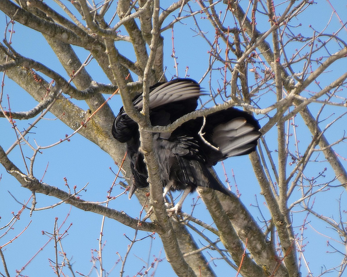 Zopilote Negro - ML646357442