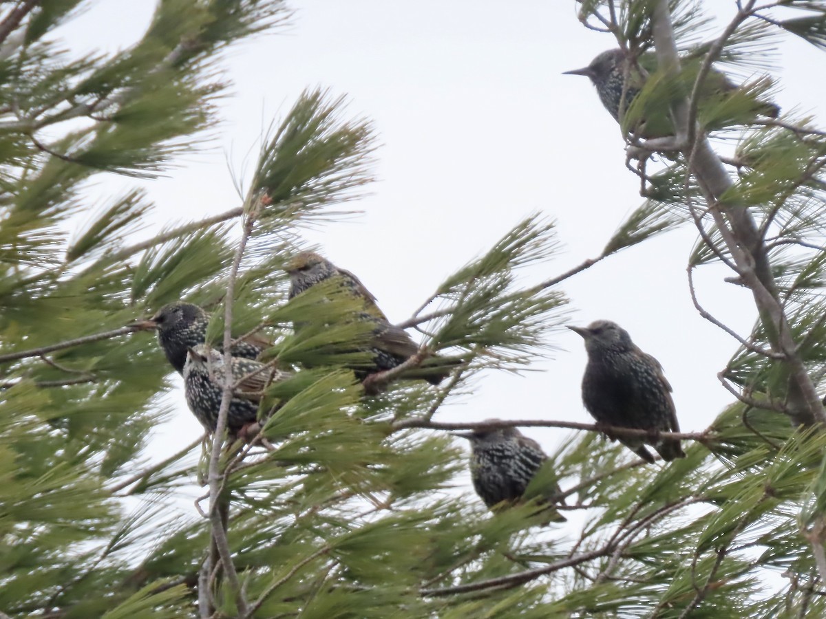 Estornino Pinto - ML646357443