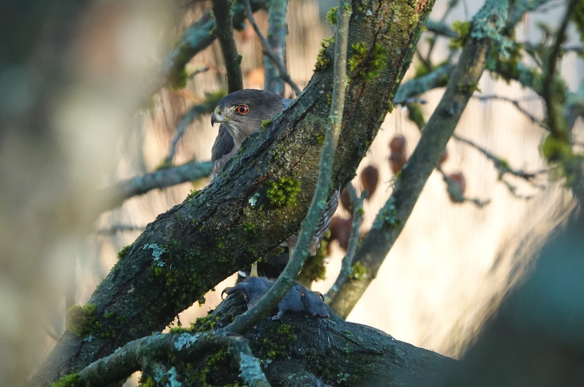 Gavilán de Cooper - ML646357445