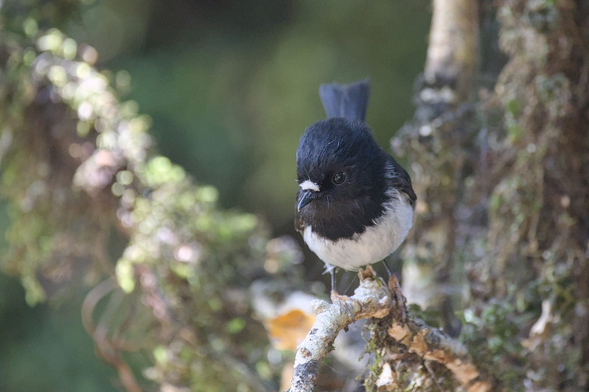 Petroica Carbonera - ML646357446