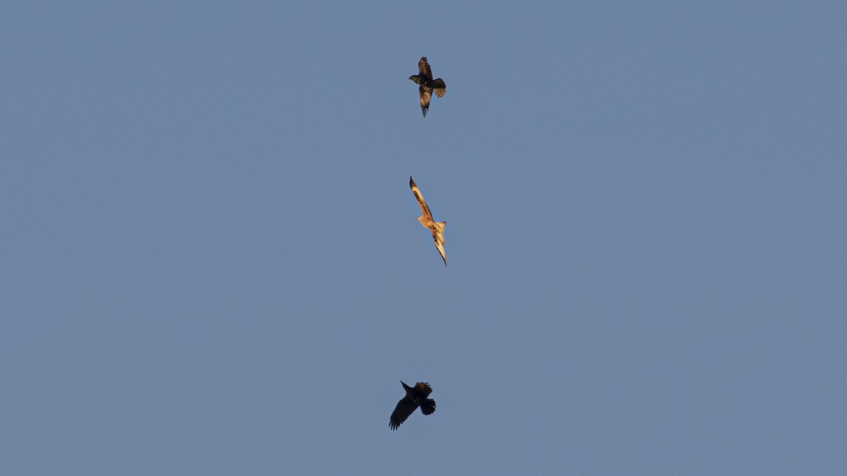 Milano Real - ML646357447