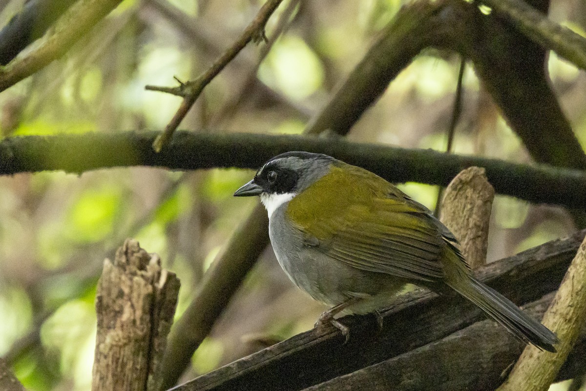 Cerquero Picofino - ML646357448