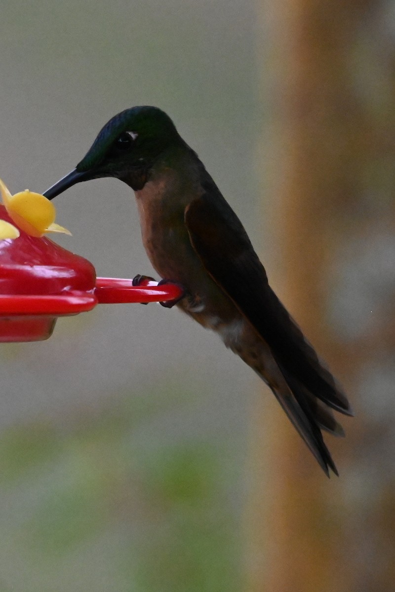 Brillante Pechigamuza - ML646357450