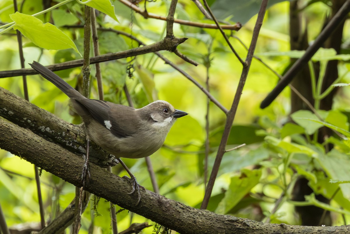 Atlapetes Cabecipálido - ML646357451