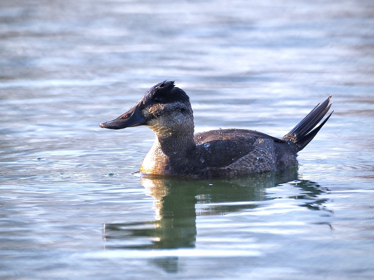 Malvasía Canela - ML646357452