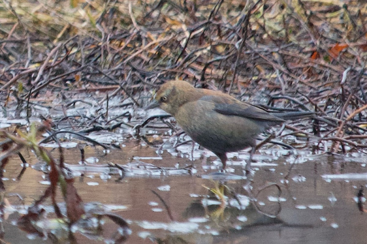 Zanate Canadiense - ML646357453