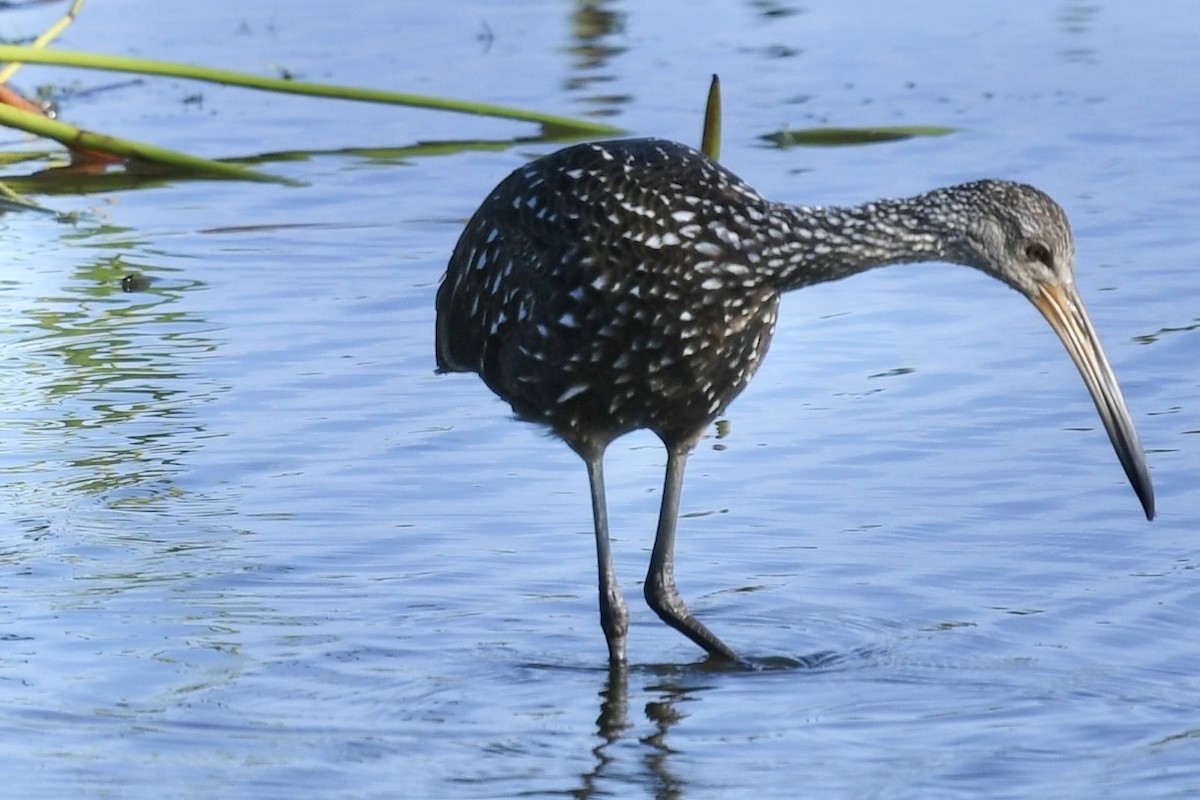 Carrao - ML646357455