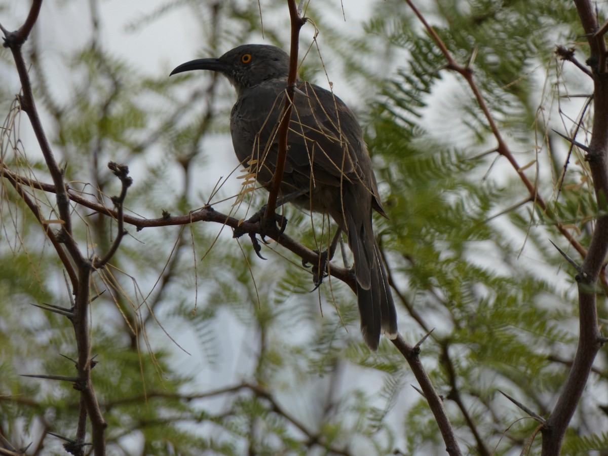 Cuitlacoche Piquicurvo - ML646357456