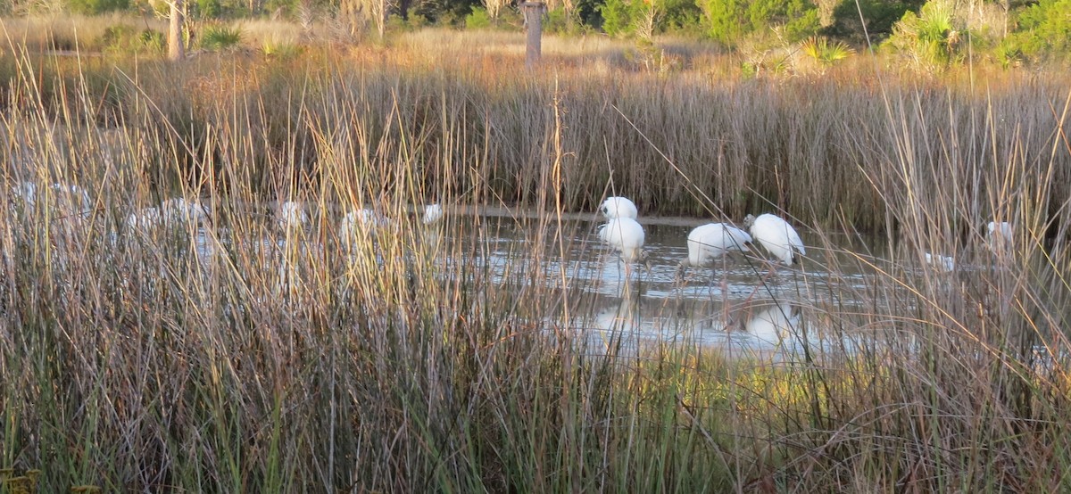 Wood Stork - ML646357458