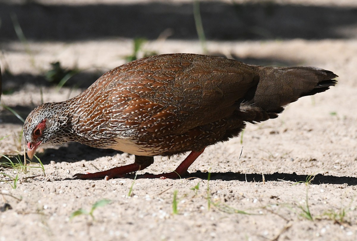 Stone Partridge - ML646357460