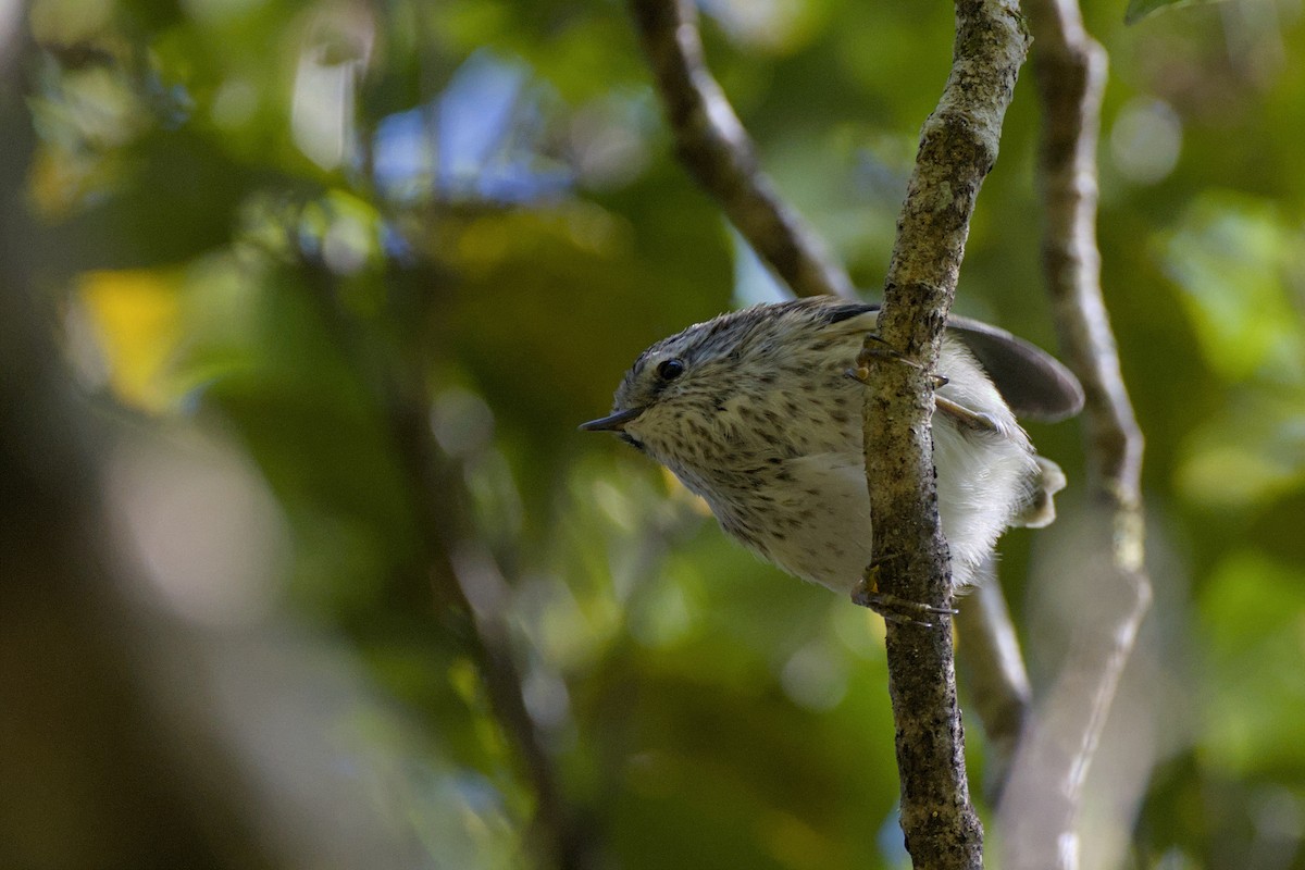 Rifleman - ML646357461