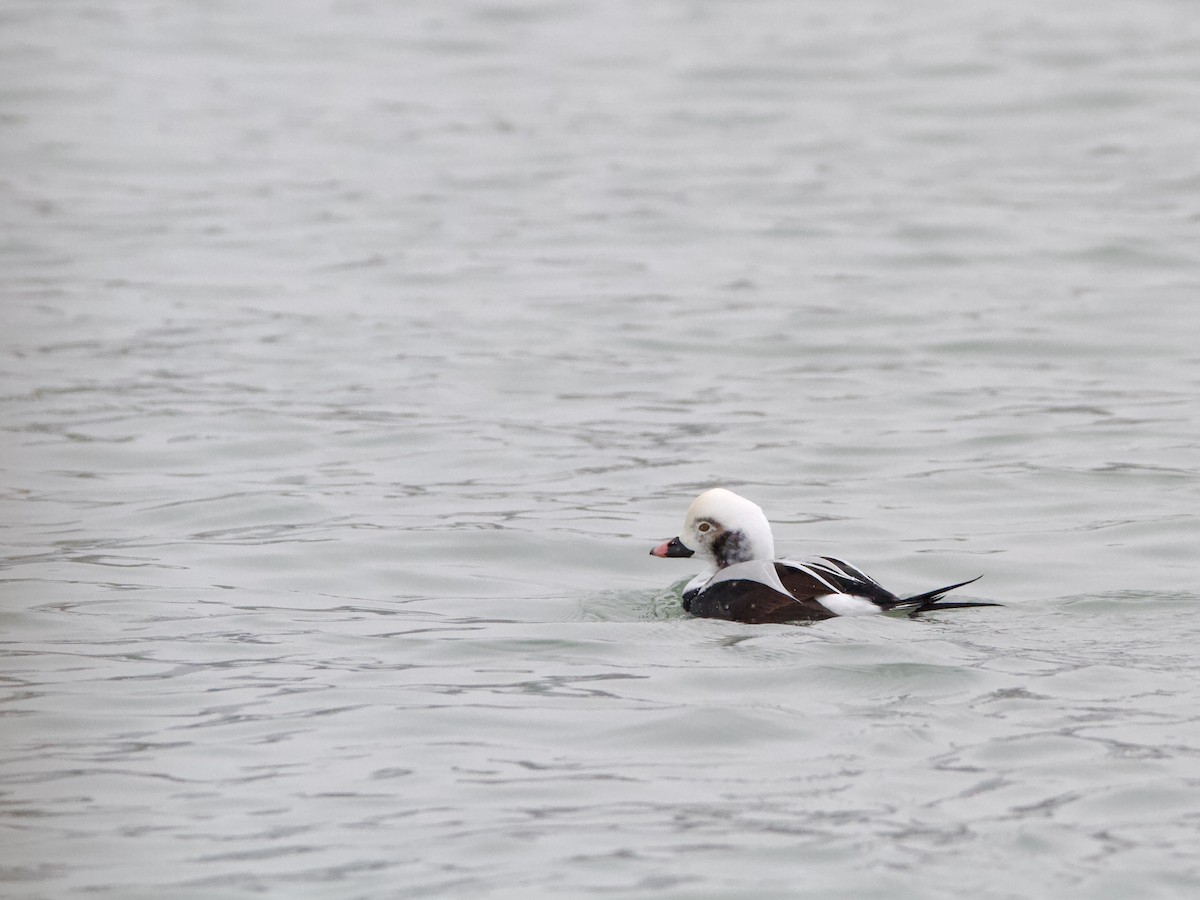 Long-tailed Duck - ML646357463