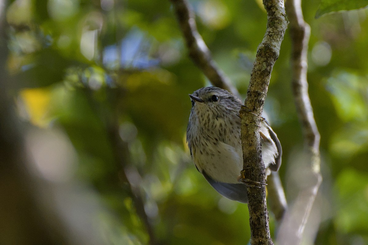 Rifleman - ML646357466