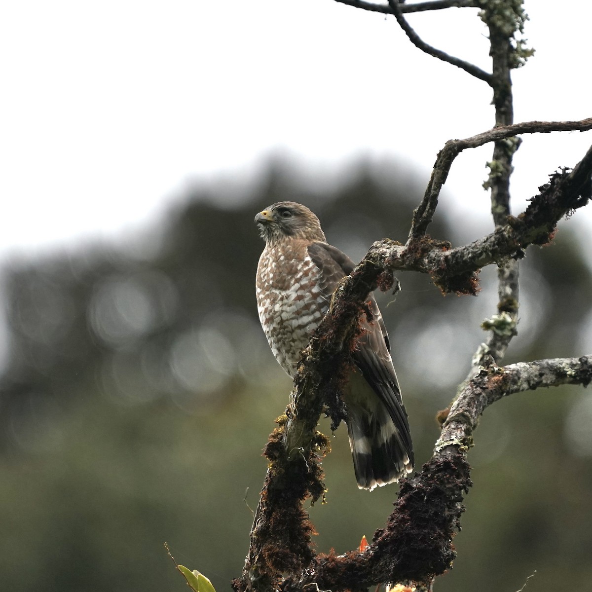 Broad-winged Hawk - ML646357469