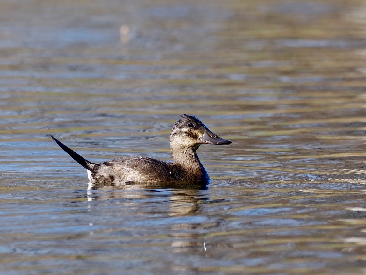 Ruddy Duck - ML646357471