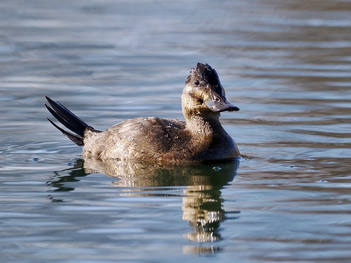 Ruddy Duck - ML646357473