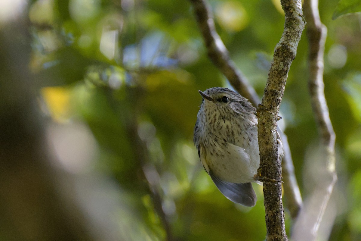 Rifleman - ML646357475