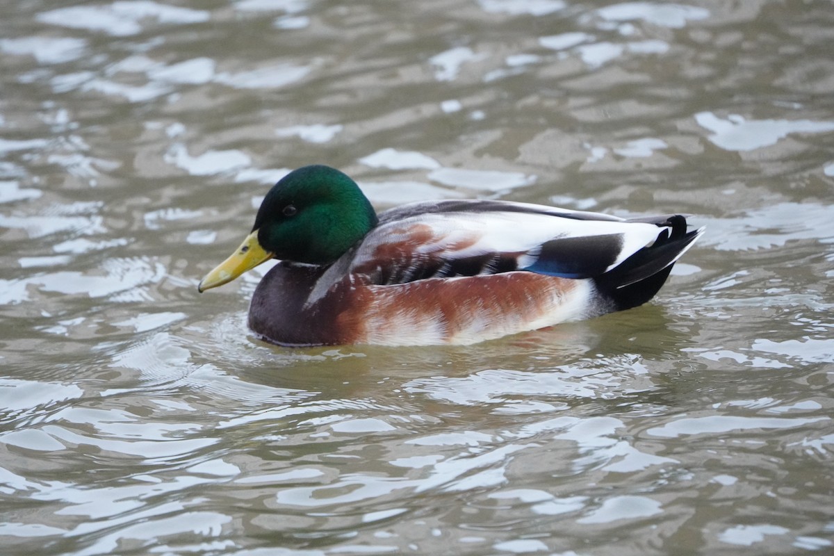 Кряква - ML646357478