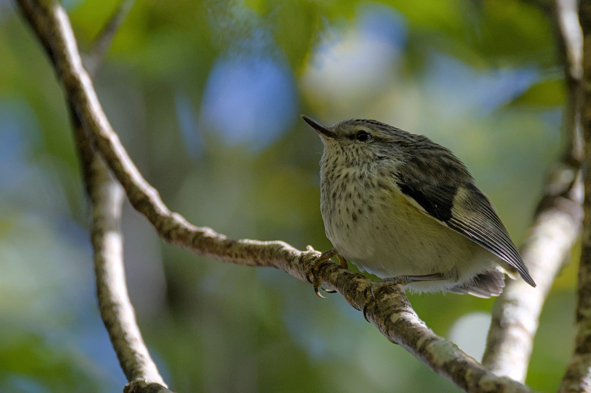 Rifleman - ML646357480