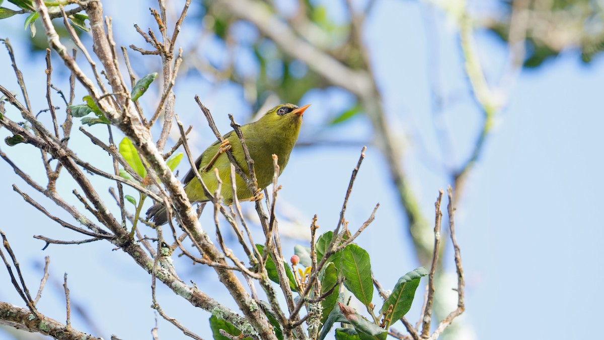 Mountain Black-eye - ML646357482