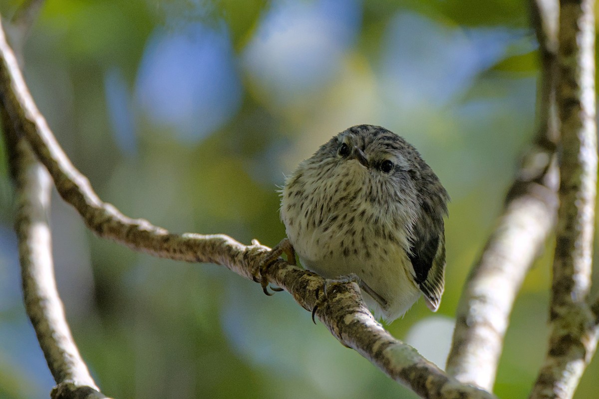 Rifleman - ML646357484