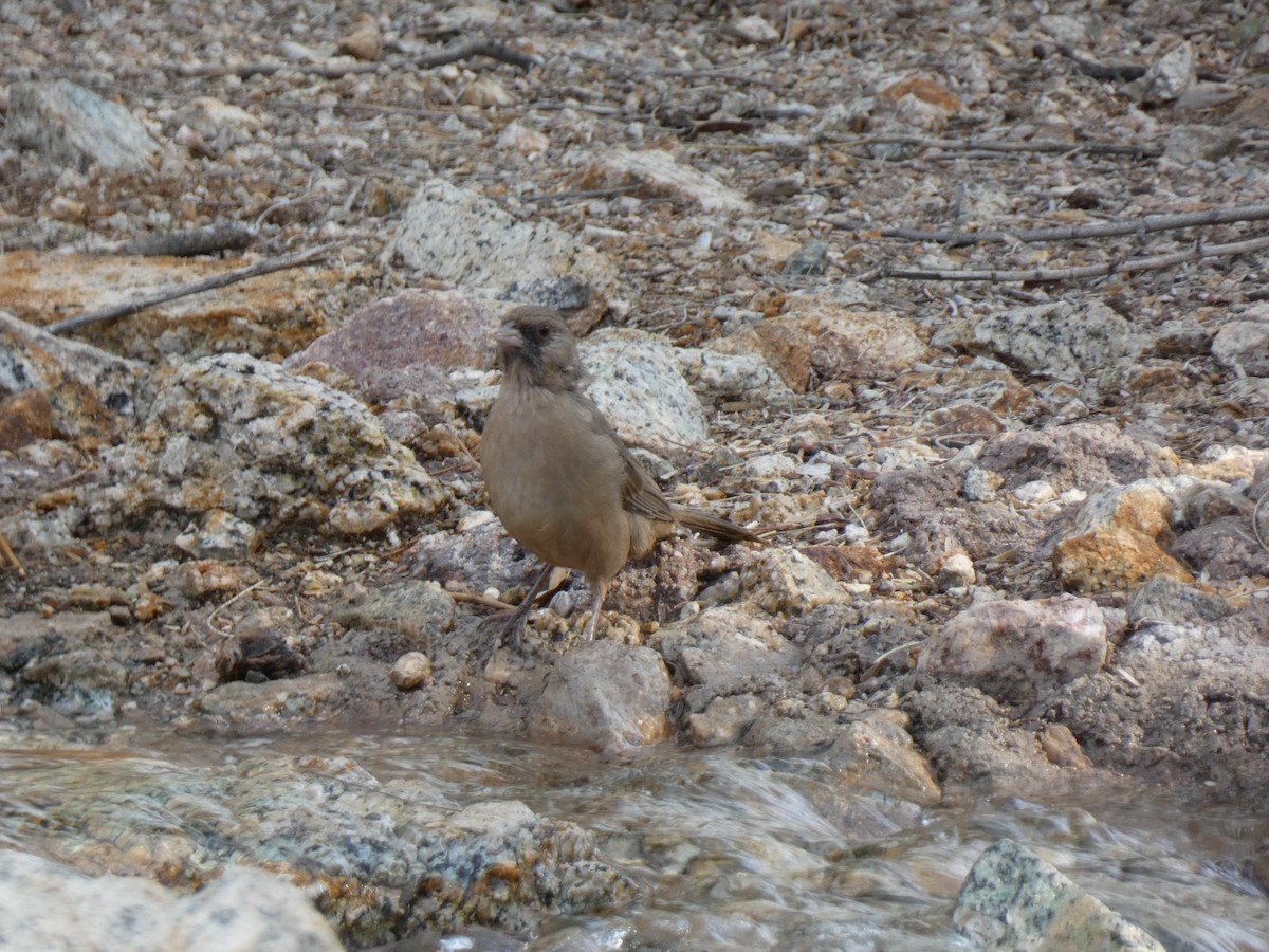 Abert's Towhee - ML646357485