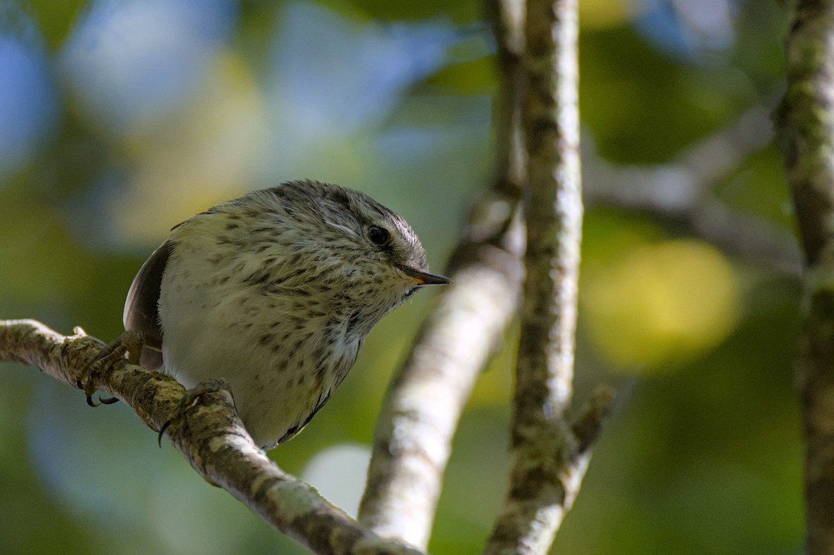 Rifleman - ML646357491