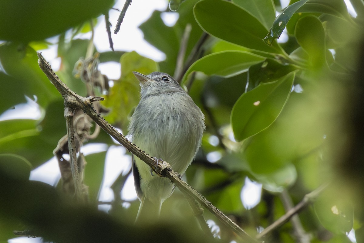Серогрудый мухолов - ML646357492