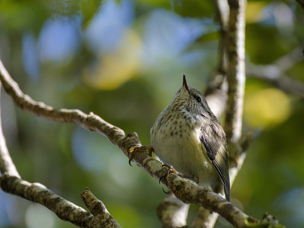 Зелёный стрелок - ML646357493