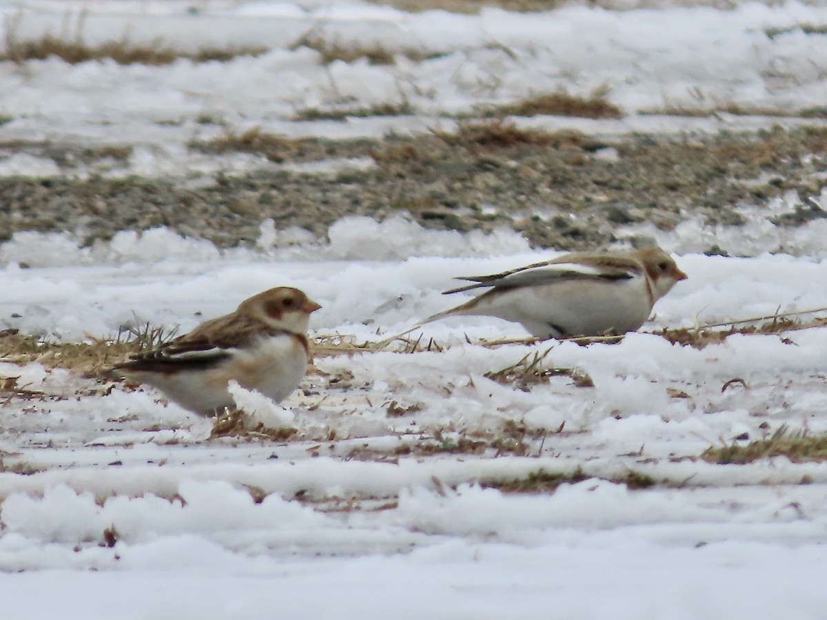 Пуночка - ML646357494