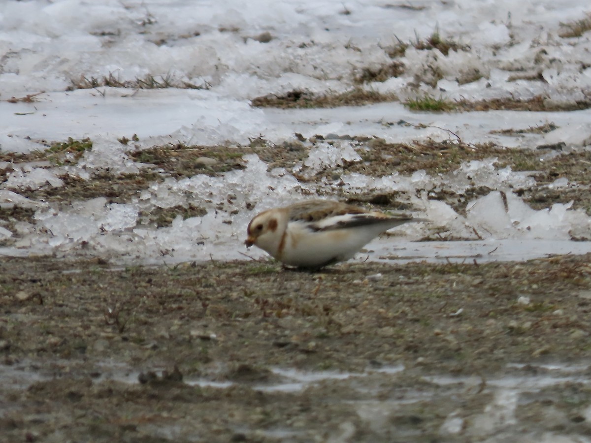 Пуночка - ML646357495