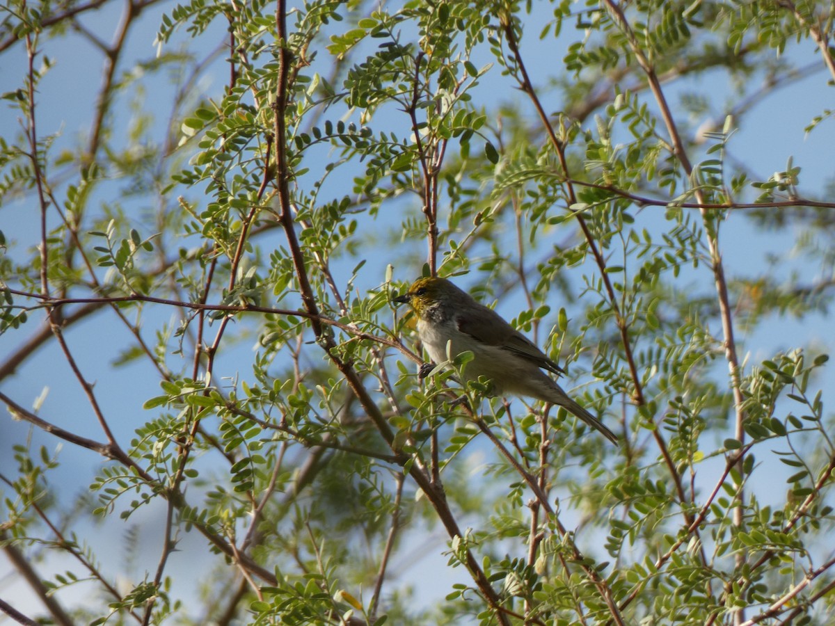 Американский ремез - ML646357496