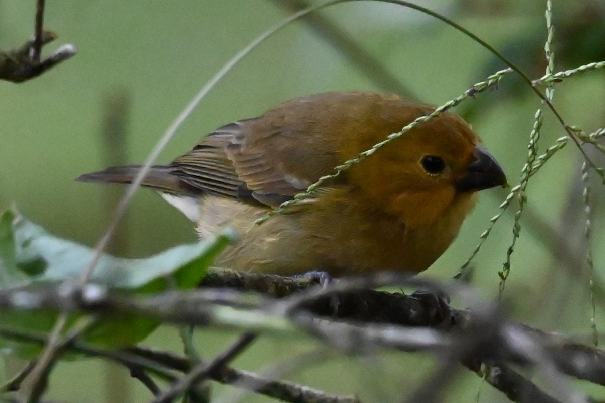 Желтобрюхий просяночник - ML646357502