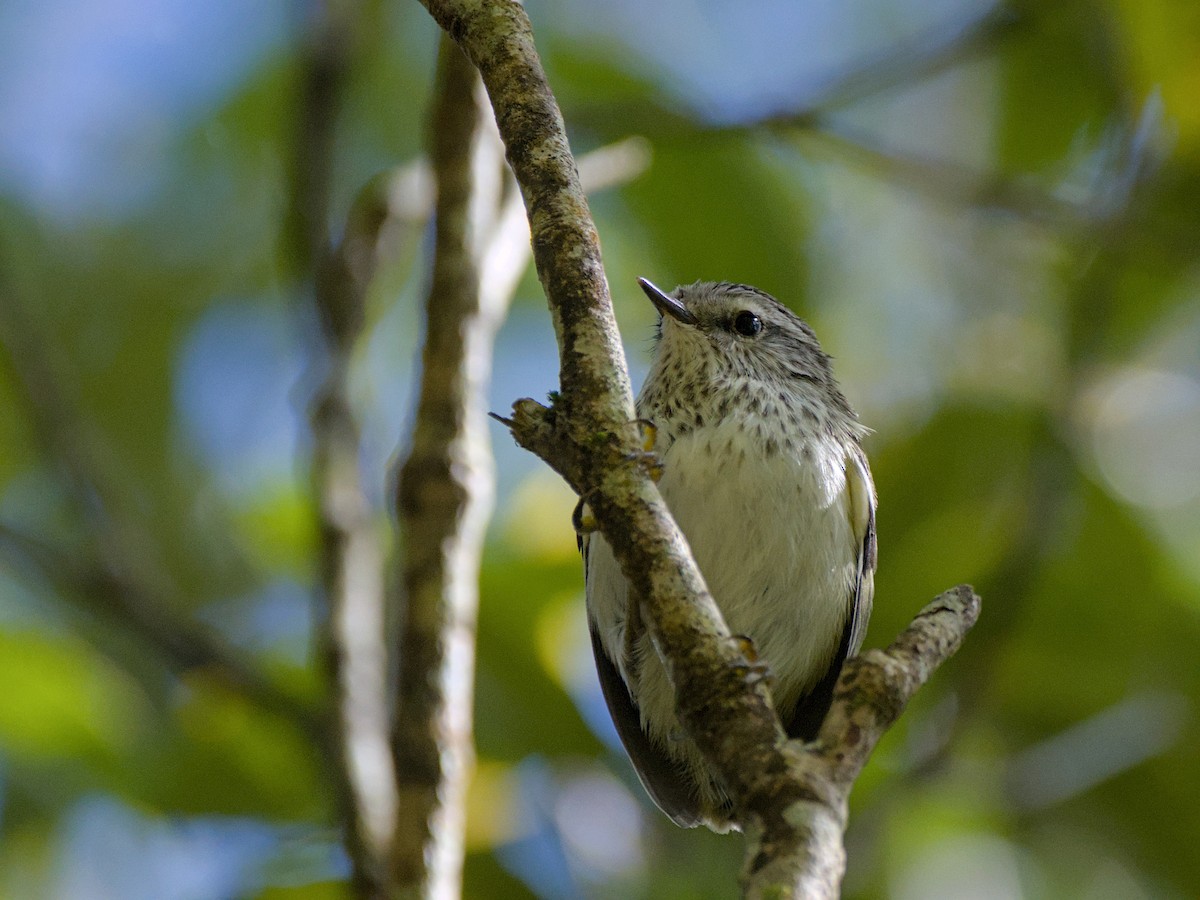 Зелёный стрелок - ML646357503