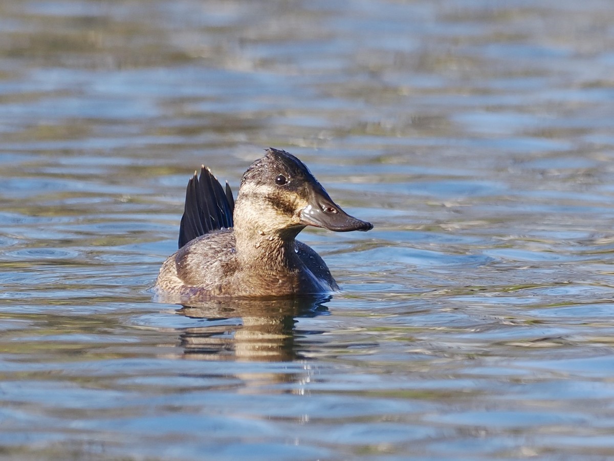 Американская савка - ML646357504