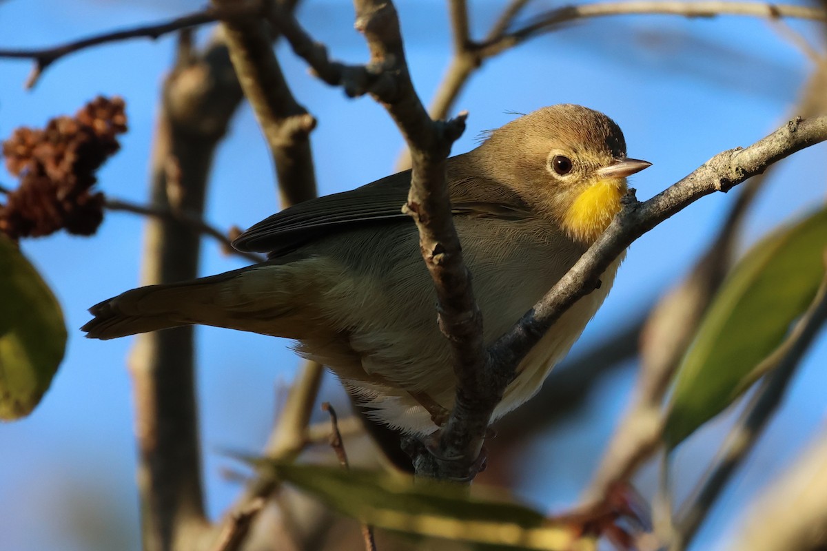 Северная желтогрудка - ML646357505