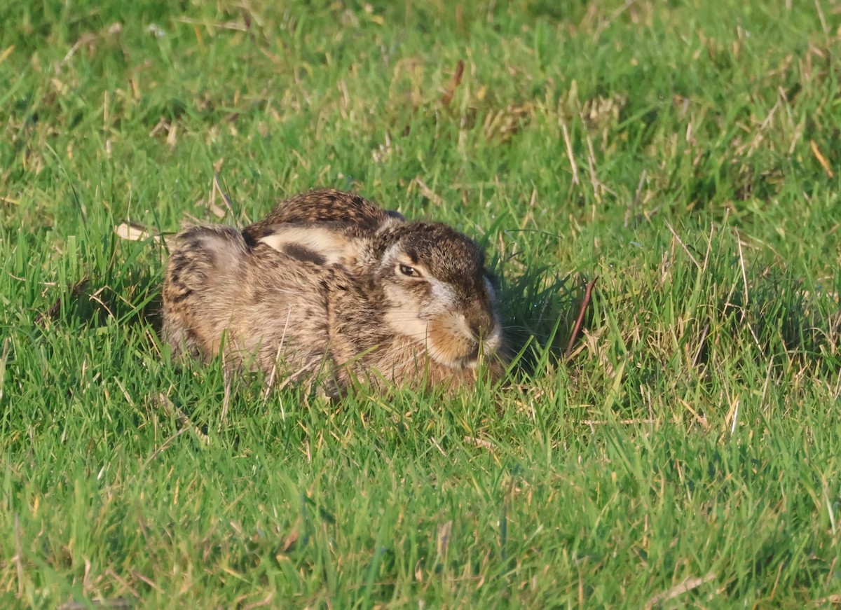 歐洲野兔 - ML646357507