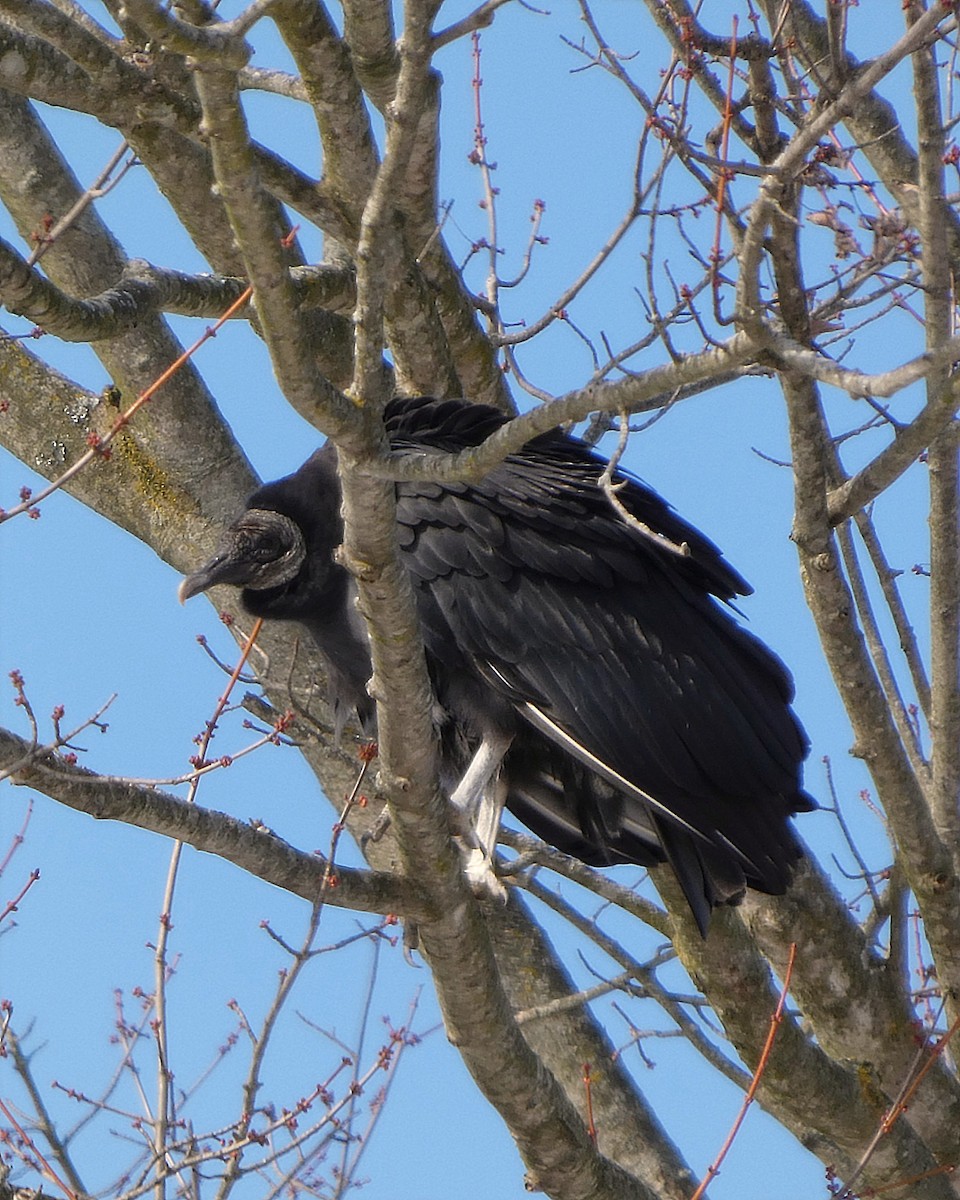 Чёрная катарта - ML646357509