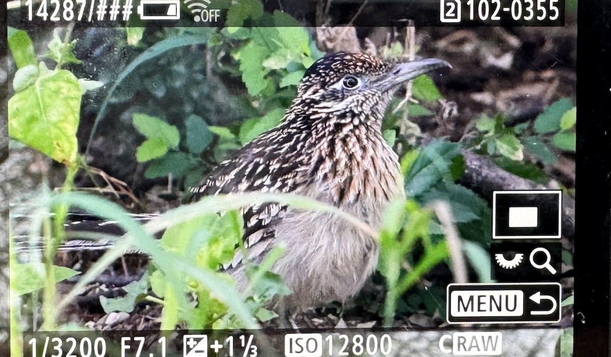 Калифорнийская кукушка-подорожник - ML646357512