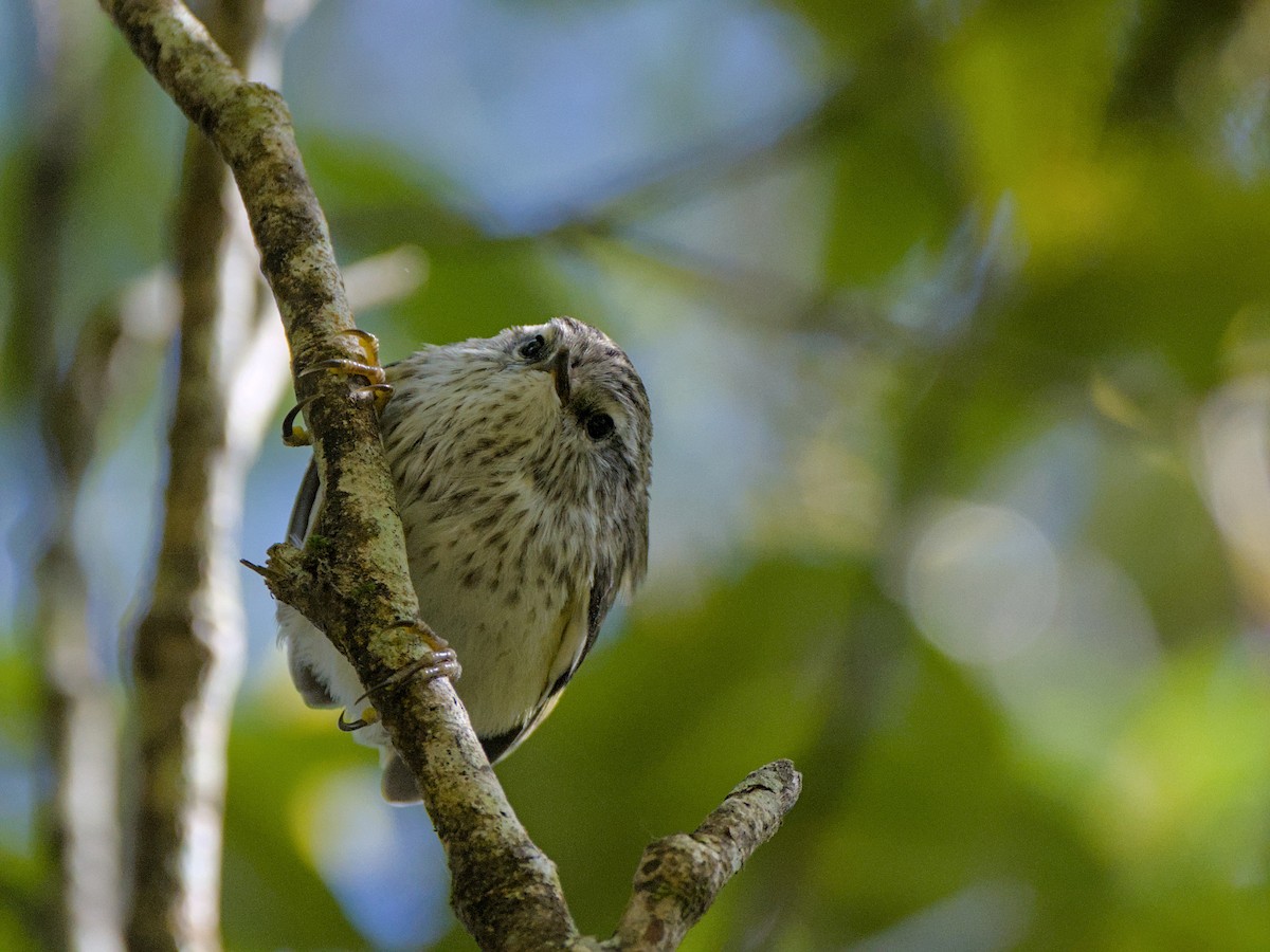 Зелёный стрелок - ML646357513