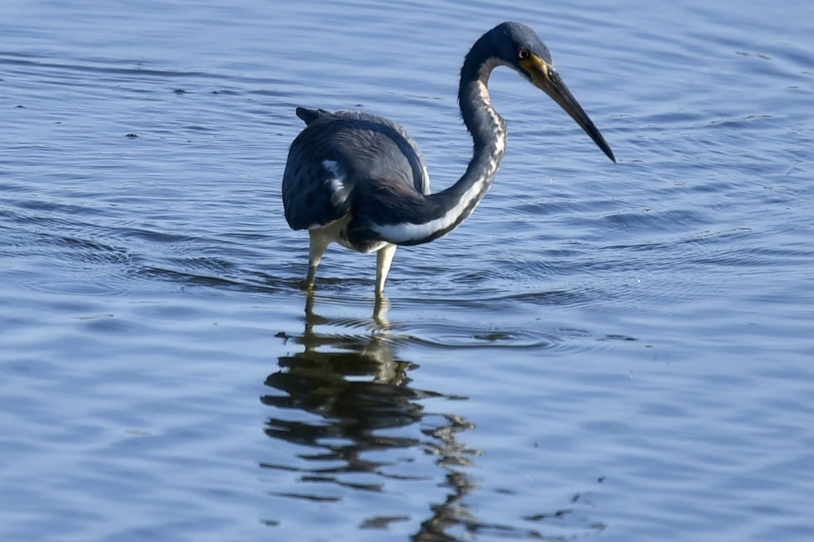 Трёхцветная цапля - ML646357514