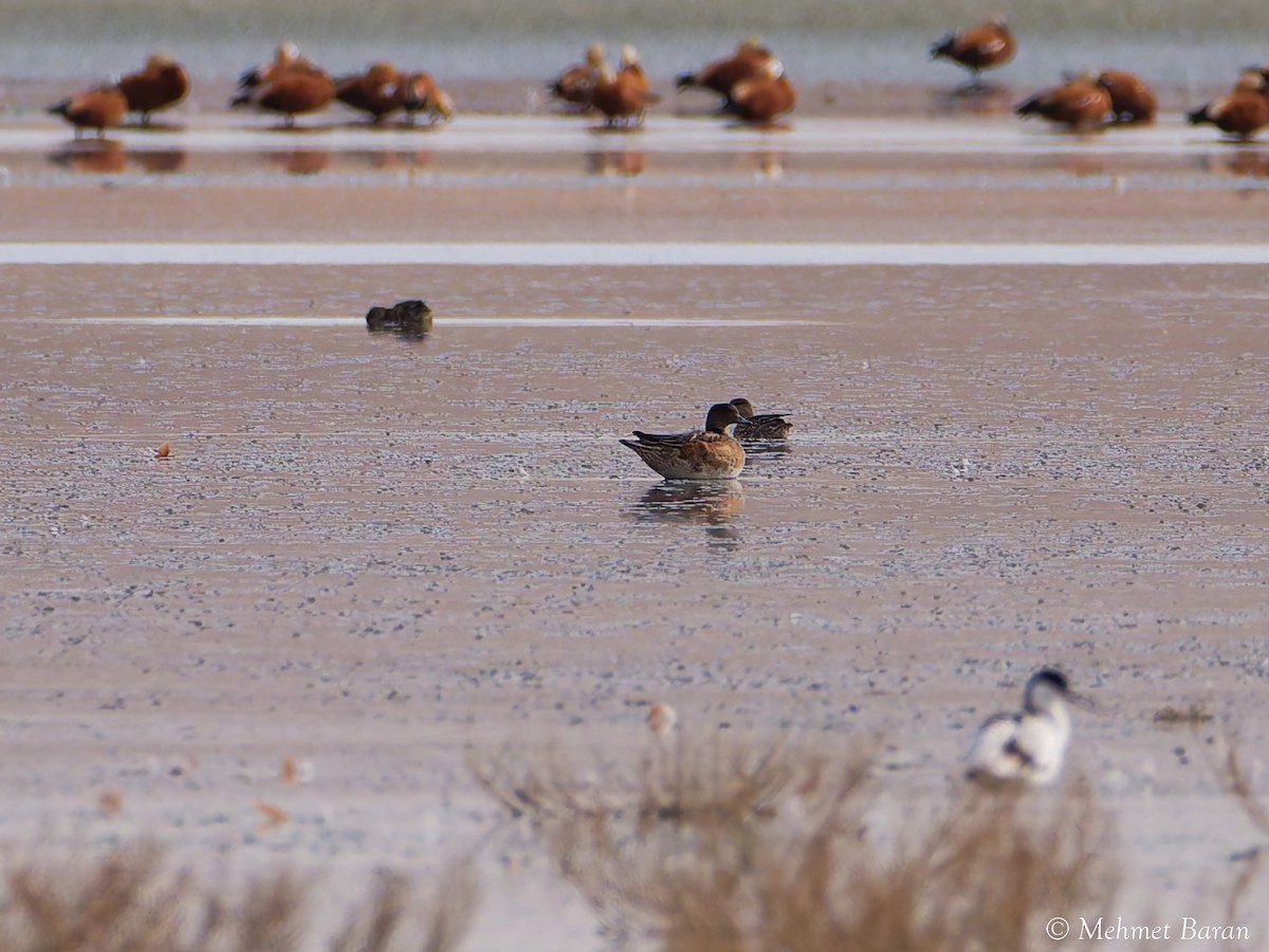 Свиязь - ML646357515