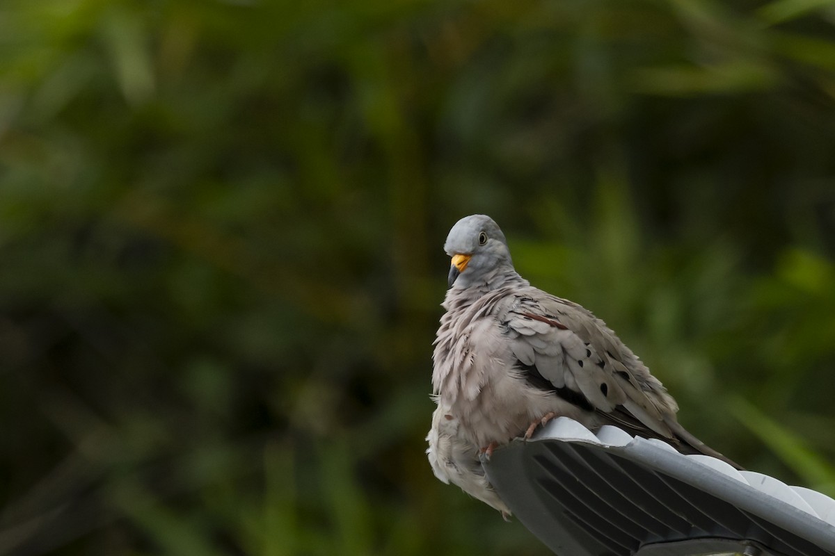 Перуанская земляная горлица - ML646357516