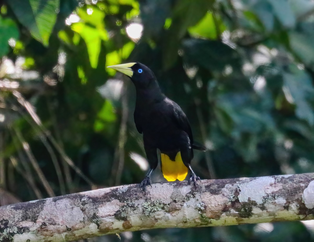 Хохлатая оропендола - ML646357517