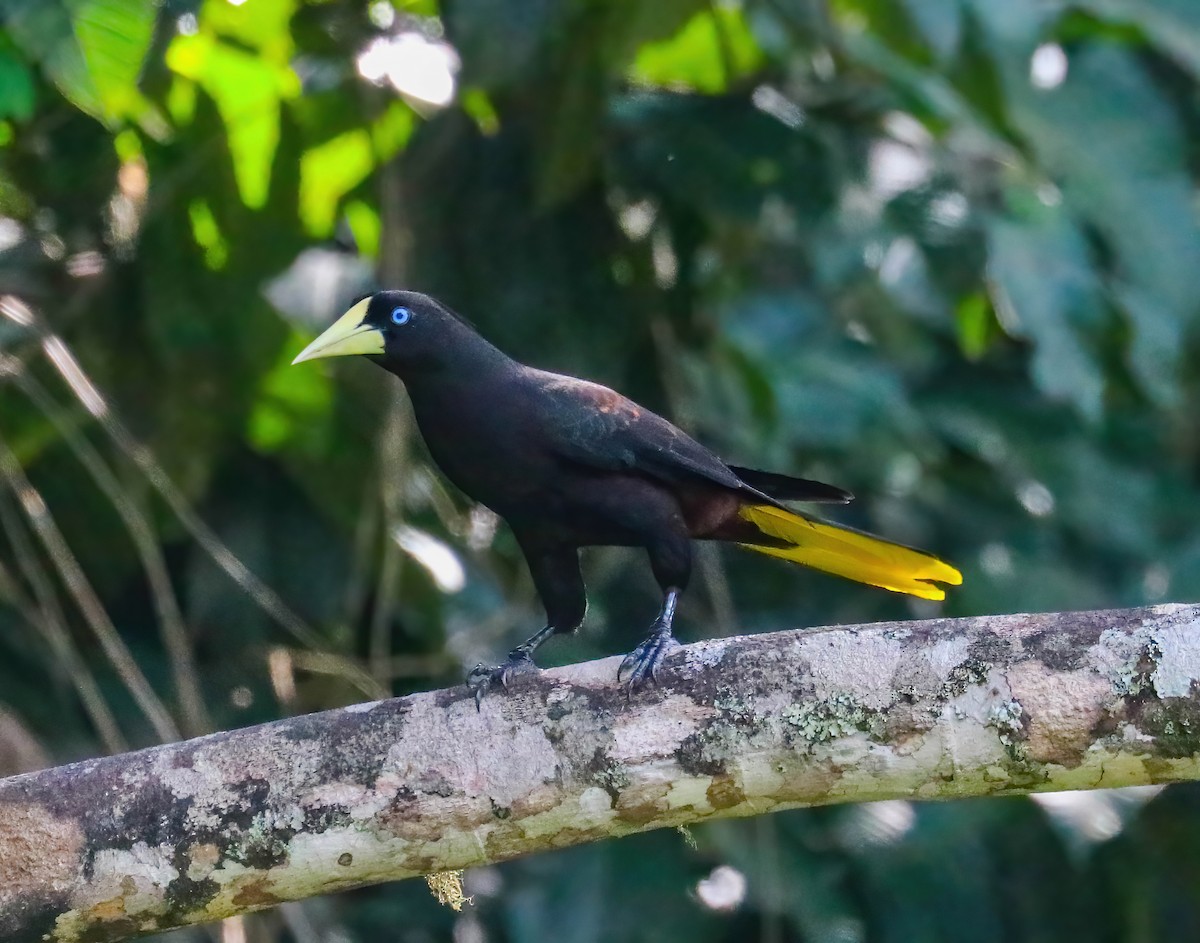 Хохлатая оропендола - ML646357518