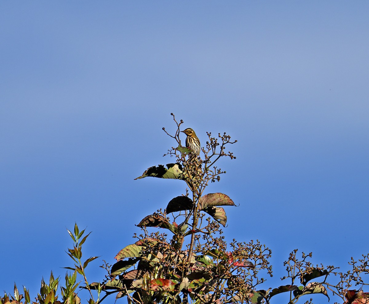 Пятнистый конёк - ML646357519