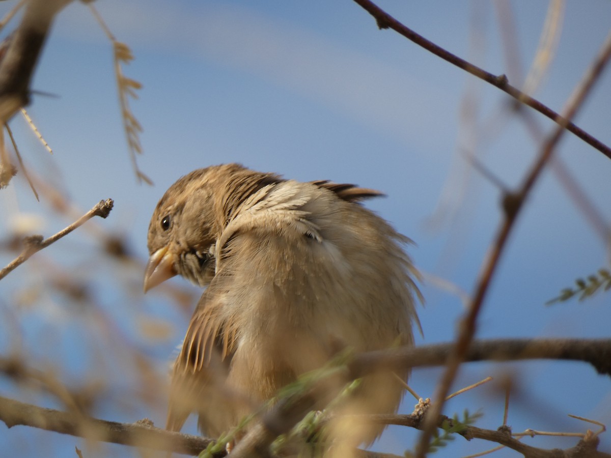 Домовый воробей - ML646357520