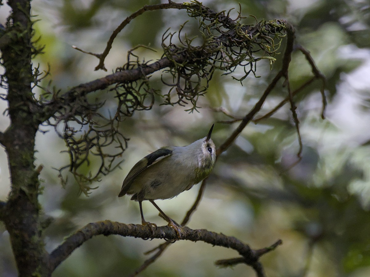 Зелёный стрелок - ML646357521