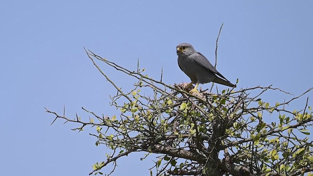 Gray Kestrel - ML646357523